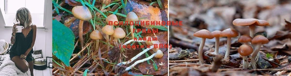 амф Абинск